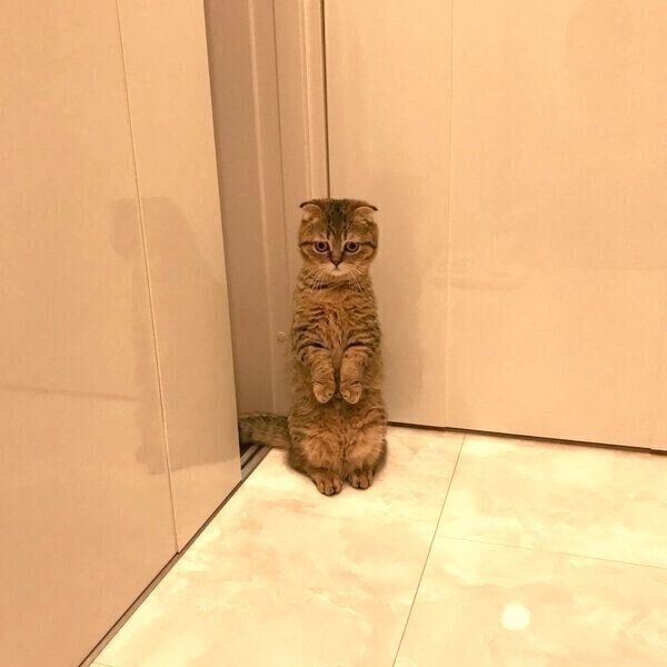 飼い主さんがお風呂に入っているのを待つたぬ吉くん