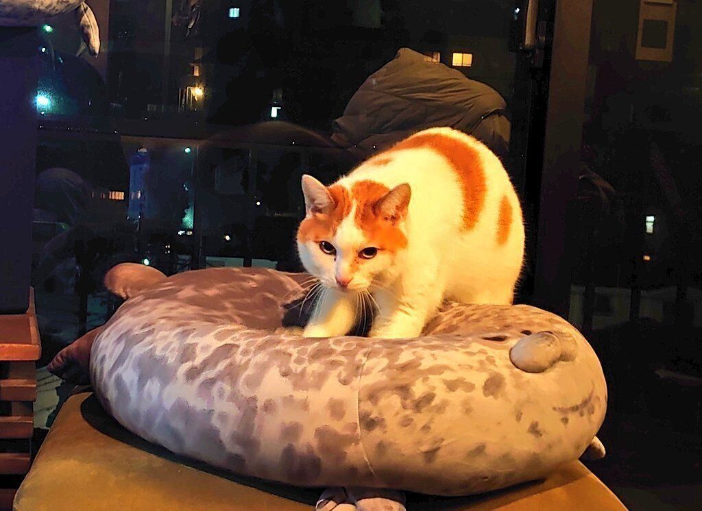 アザラシをフミフミするラオウちゃん