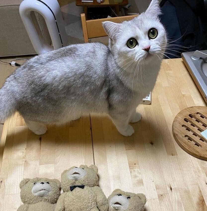 ネギトロちゃんとぬいぐるみ