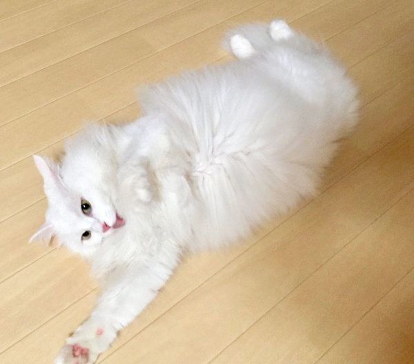 寝転がるネムちゃん