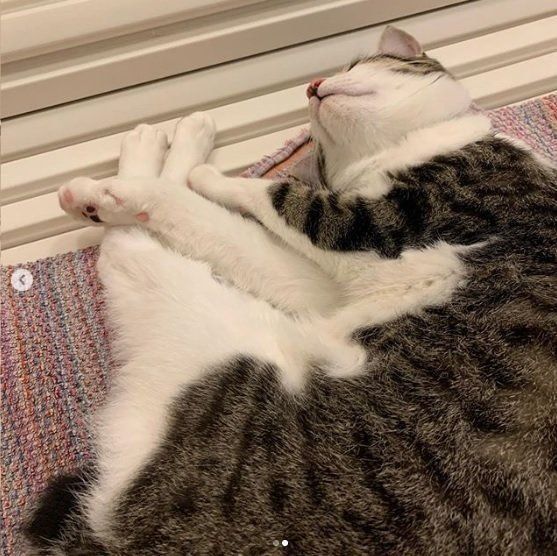 お風呂の蓋の上で爆睡する猫