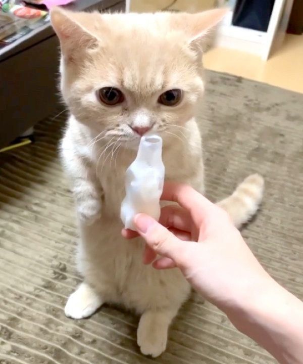 「パピコ」が気になるむぎくん