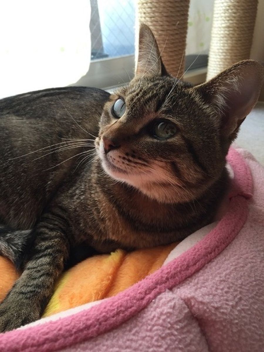 猫の耳の汚れは見逃さないで 実は病気のサインかも ねこのきもちweb Magazine 猫の耳の汚れは見逃さないで 実は病気のサインかも ねこのきもちweb Magazine