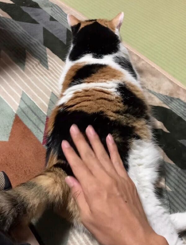 おしりをポンポンしてもらうミケちゃん