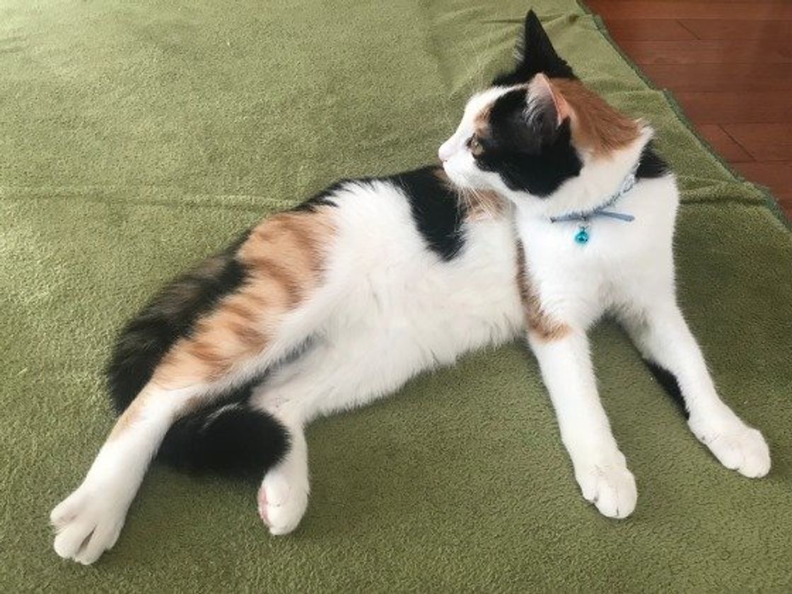 可愛いけどストレスに 猫に鈴をつけるメリット デメリット ねこのきもちweb Magazine 可愛いけどストレスに 猫に鈴をつけるメリット デメリット ねこのきもちweb Magazine