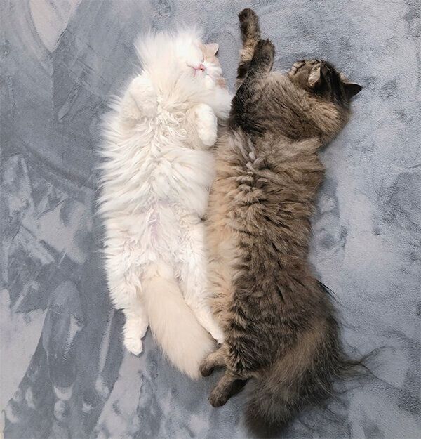 寄り添って眠るアポロくん、チロルくん