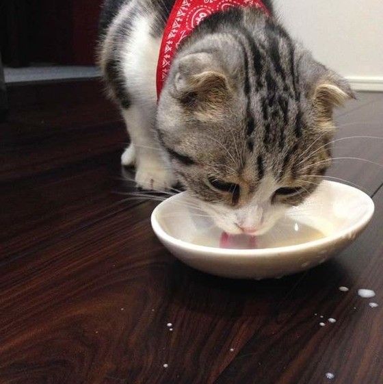 ミルクを飲むスコティッシュフォールド