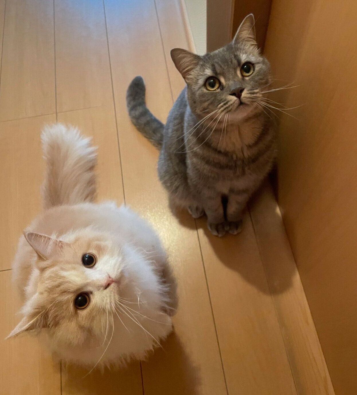 見つめる凛太郎くん、和音ちゃん