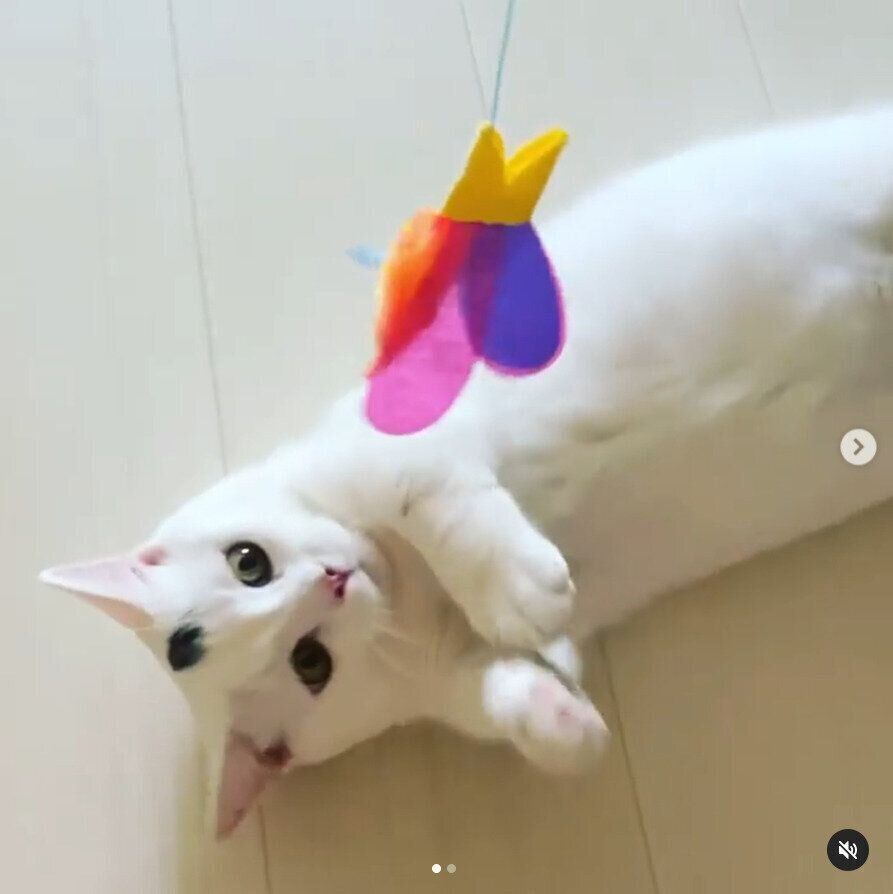 おもちゃで遊ぶ猫