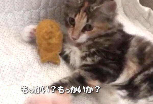投げたおもちゃを取ってくるひまりちゃん