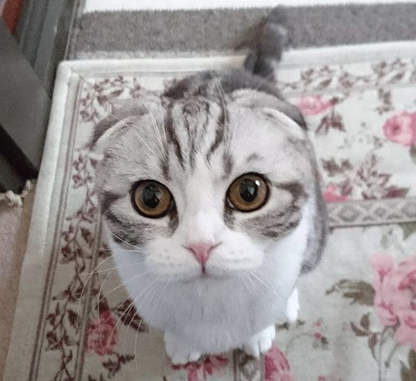 見つめるスコティッシュフォールド