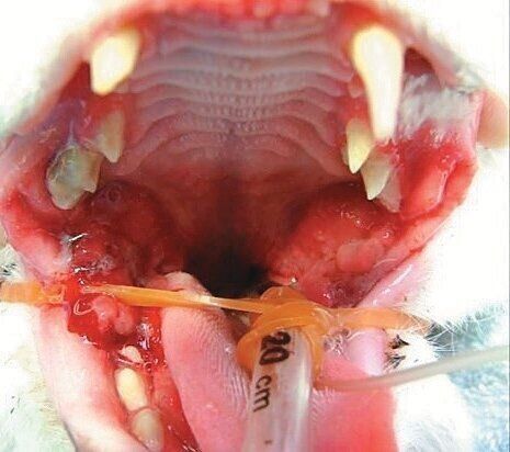 歯肉口内炎の症例写真