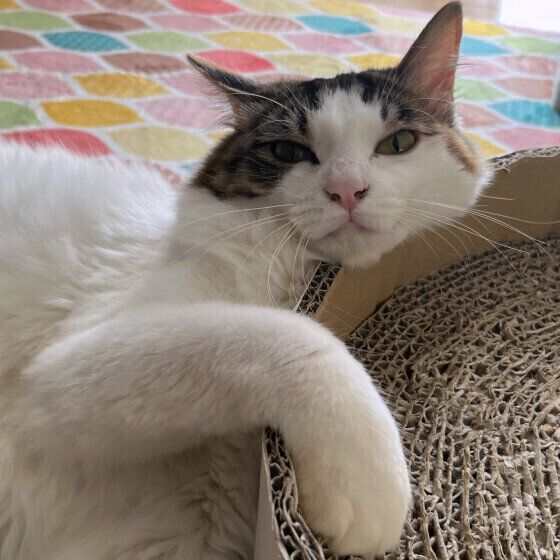 こちらを見つめるしおくん