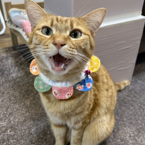 遊んでほしがっている茶トラ猫