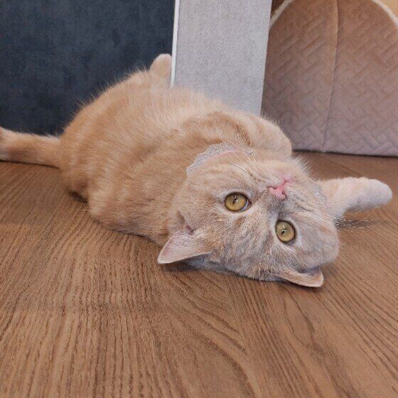 マンチカン　もも