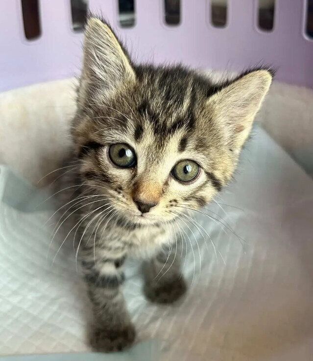 お迎え初日の生後1カ月半の猫