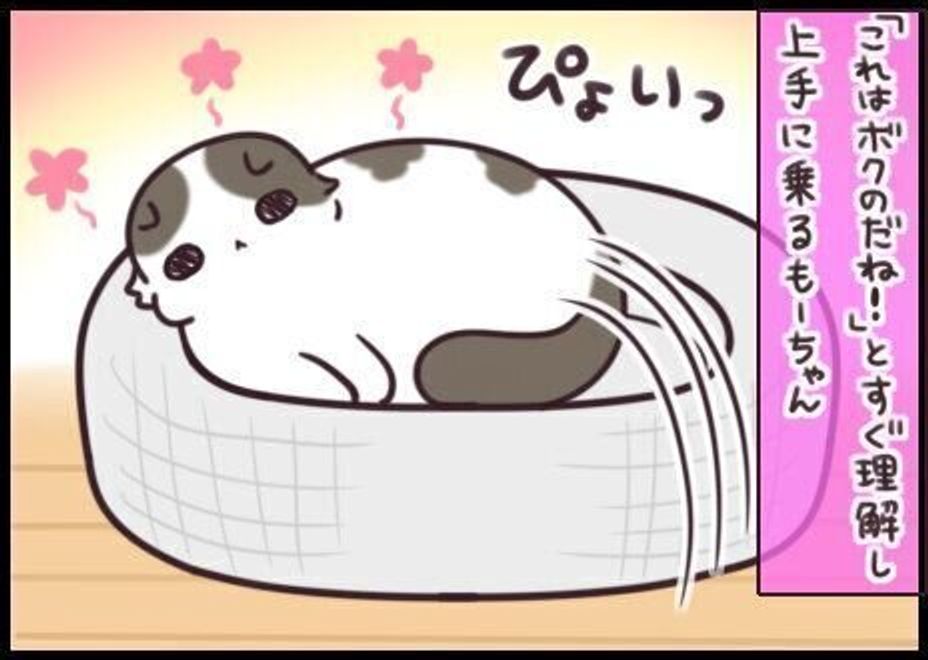 ぐるぐる回る派 すぐくつろぐ派 位置決めが器用な猫 不器用な猫 連載 もふもふスコたん 198 ねこのきもちweb Magazine ぐるぐる回る派 すぐくつろぐ派 位置決めが器用な猫 不器用な猫 連載 もふもふスコたん 198 ねこのきもちweb Magazine