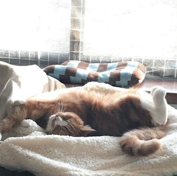 猫のひなたぼっこ