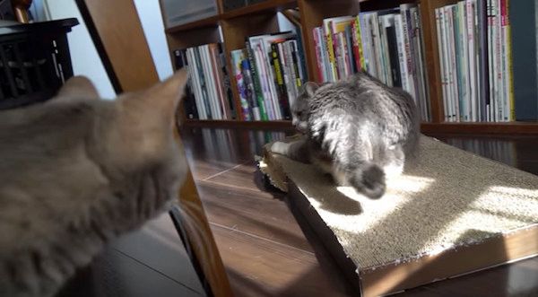 日向ぼっこする猫