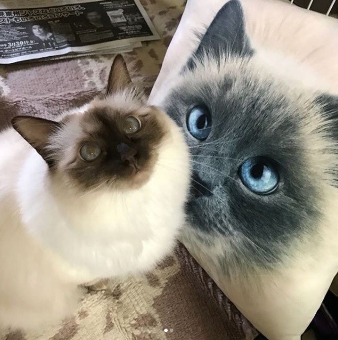 愛猫にそっくりなグッズが見つかるかも リアル猫グッズをご紹介 ねこのきもちweb Magazine 愛猫にそっくりなグッズが見つかるかも リアル猫グッズをご紹介 ねこのきもちweb Magazine