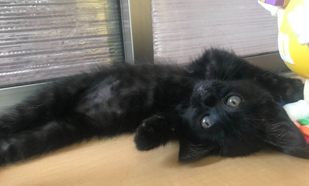 仰向けに寝る生後2カ月弱の子猫