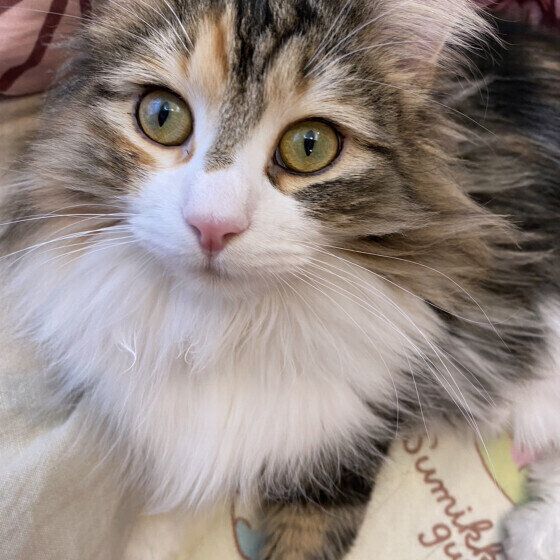 見つめるノルウェージアンフォレストキャット