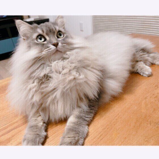 虫を発見したサイベリアン