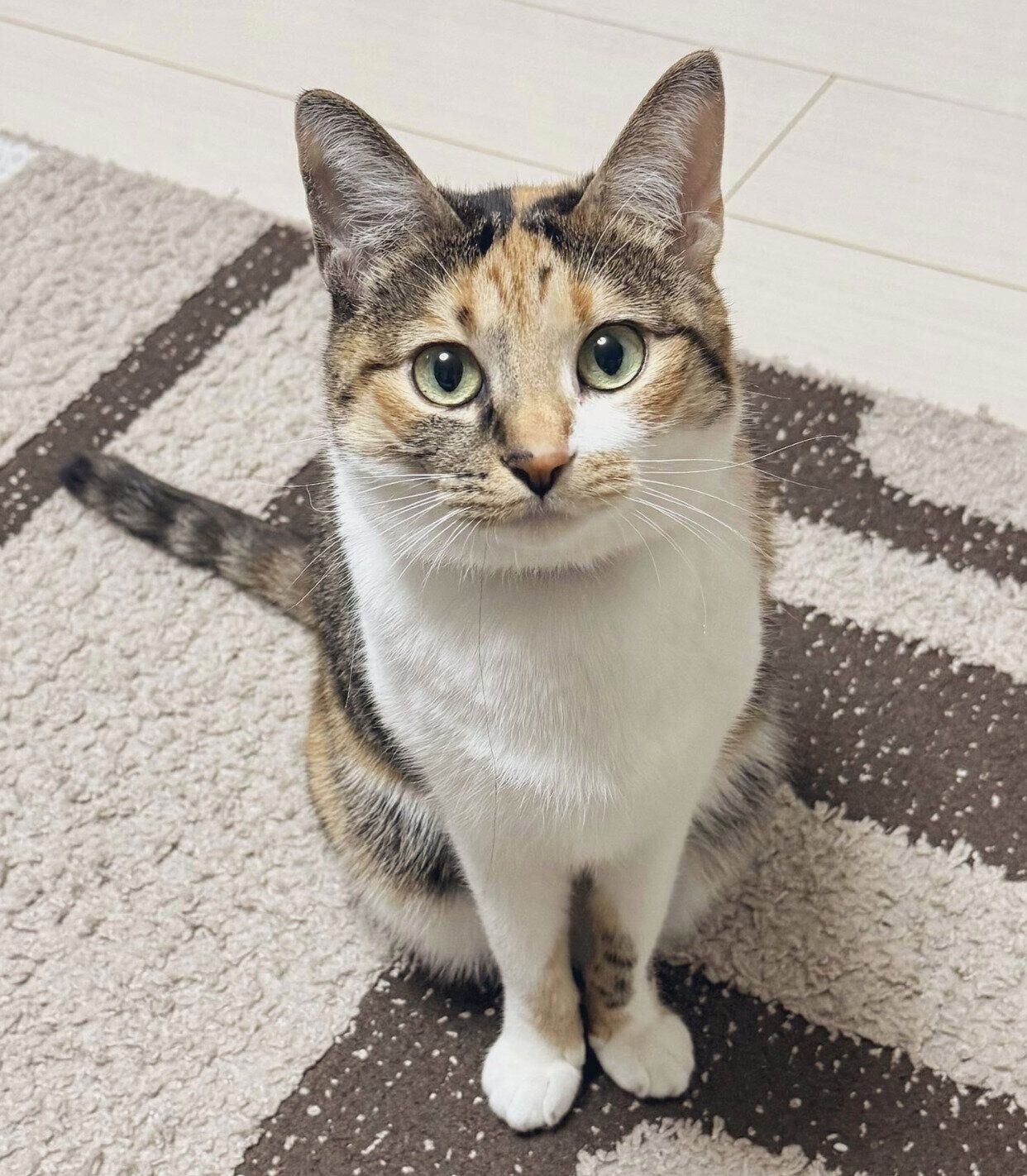 見つめるこはくちゃん