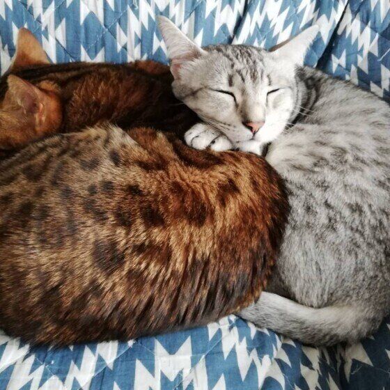 仲良しな、らけるちゃんたち