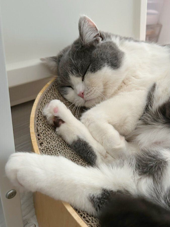 気持ちよさそうに眠るぶりもっちちゃん