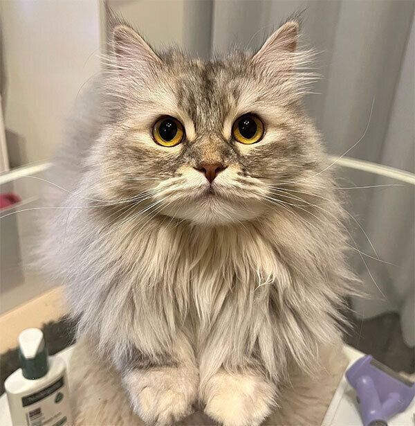 見つめるクーちゃん