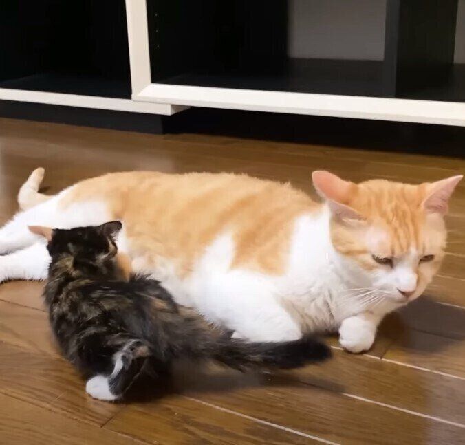おっぱいを探す猫のみいこちゃん