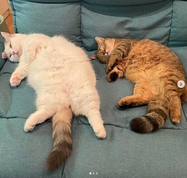 眠るしらすちゃん、にぼしちゃん