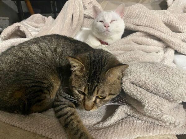 まったりするコハクさんとセンさん