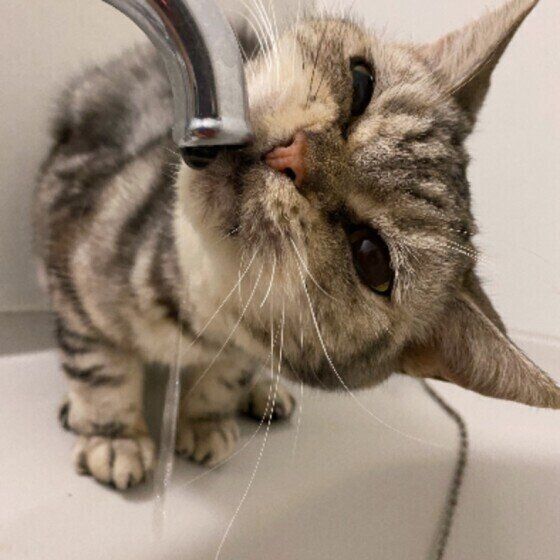 水を飲むアメリカンショートヘア