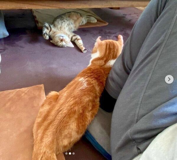 さくらちゃんを見つめる虎ノ介くん