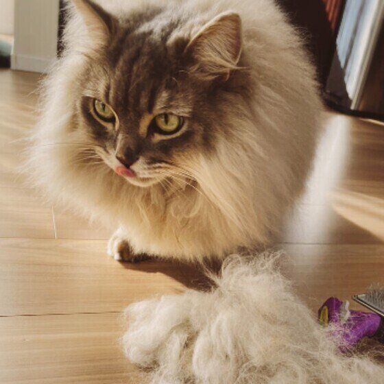 サイベリアンのブルータ♂