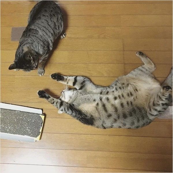 仰向けニャンコ