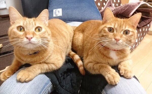 仲良しなゆずりくん、めぐりくん