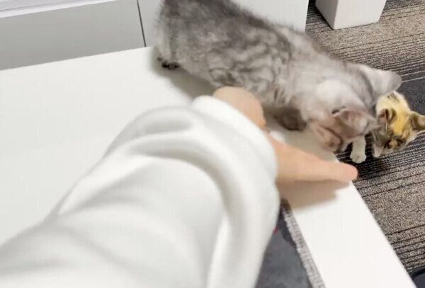 マグロが気になるととまるくん