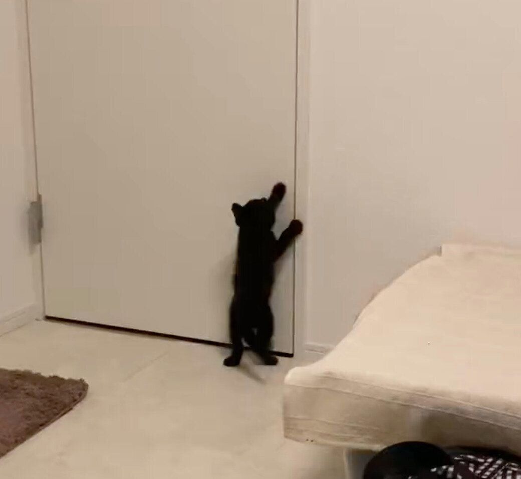 ドアを開けようとするたきびくん
