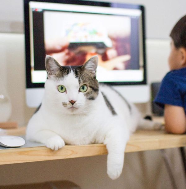 いつも一緒にいたい男の子と猫