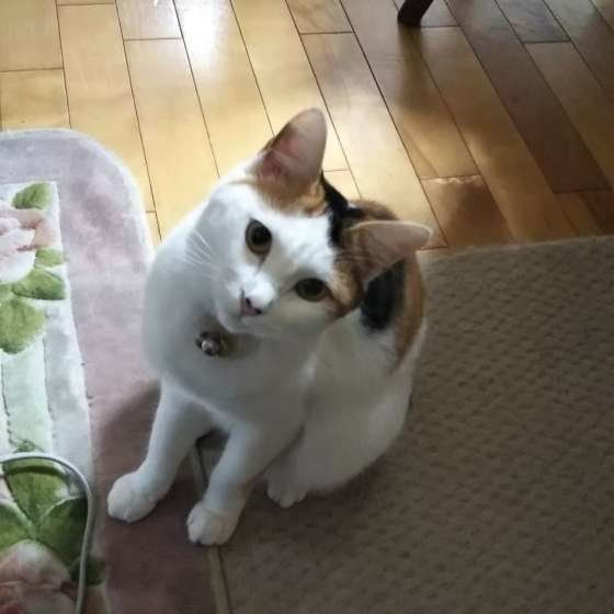 甘えん坊のミケ猫
