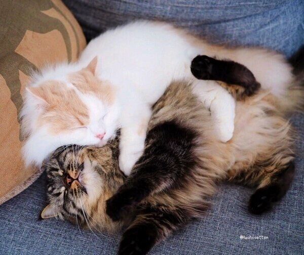 チロルくんとアポロくん