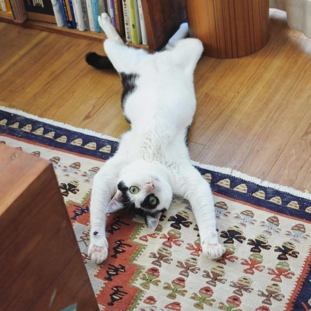 伸びをするパンダ小町ちゃん