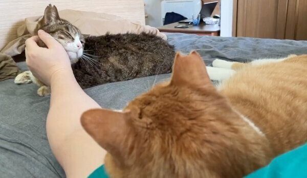 飼い主さんに甘える猫たち