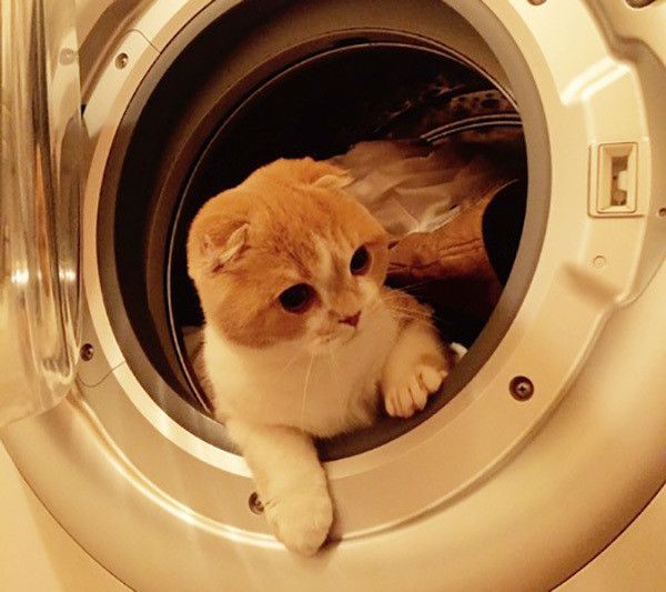 洗濯機に入る猫