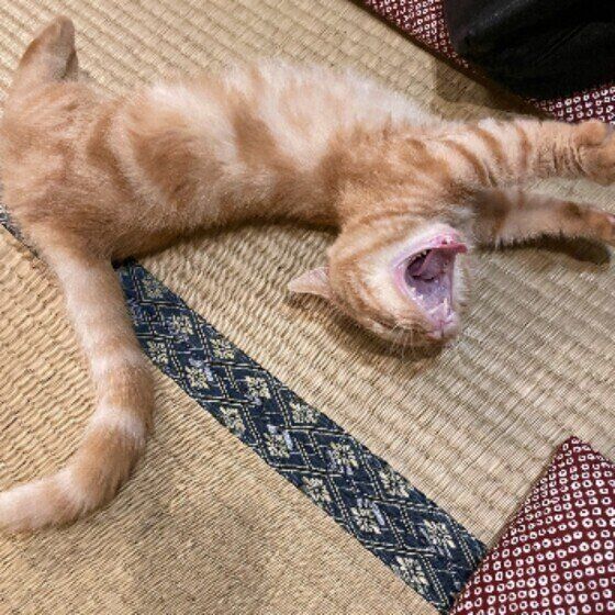 マンチカンのヒメちゃん♪