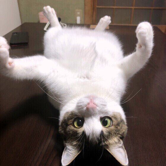 ヘソ天するキジトラ