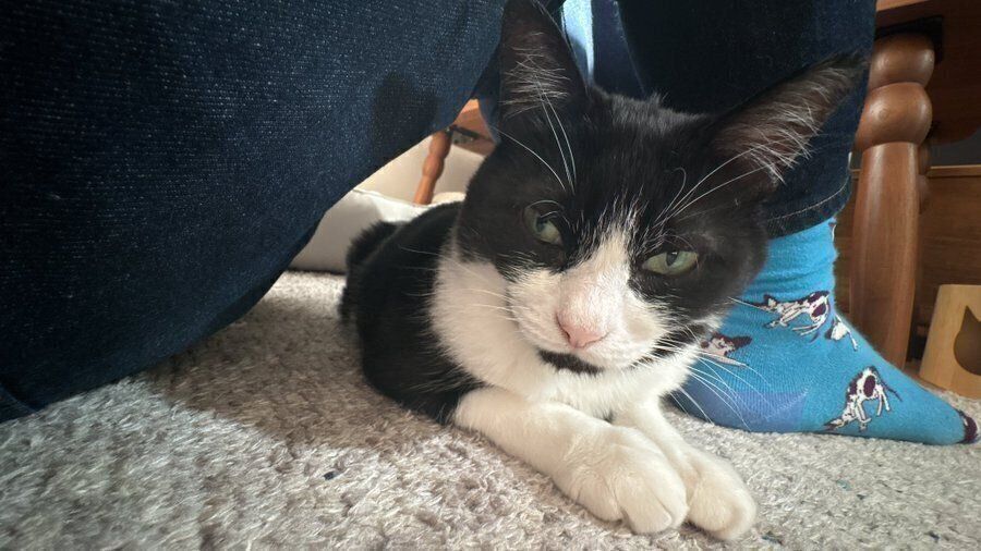 飼い主さんのひざの下に入るオリビアちゃん